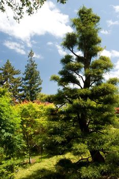 A traditional Japanese garden in California.