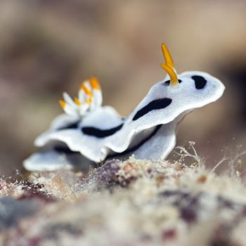 Nudibranch on a coral close-up. Sipadan. Celebes sea