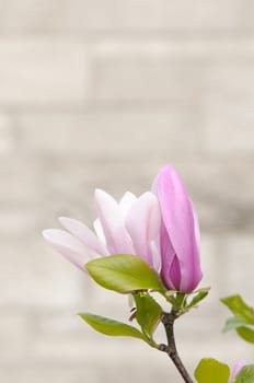Tulip magnolia flower closeup with copy space, also known as Saucer magnolia