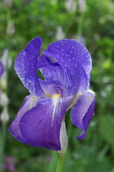 beautiful blue iris in garden