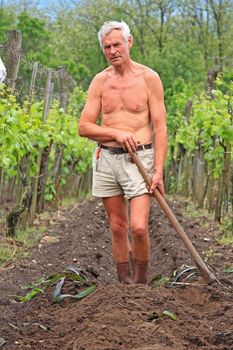 One senior grapevine farmer works on his possession