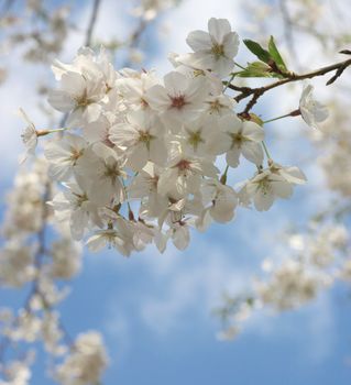japanese cherries against blue sky (hi-key)
