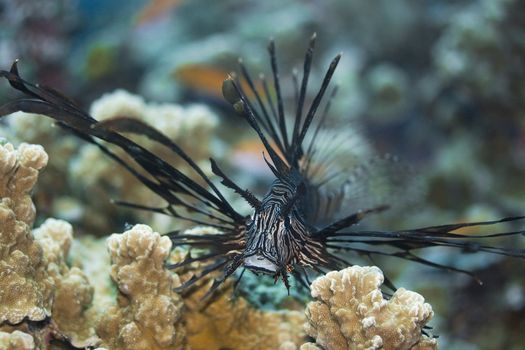 Lionfish close-up on the bottom underwater. Borneo island