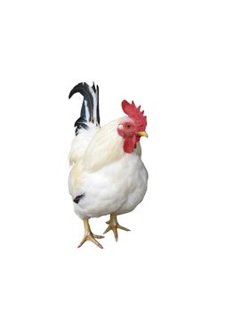 A chicken isolated over a white background.  This image includes a clipping path.