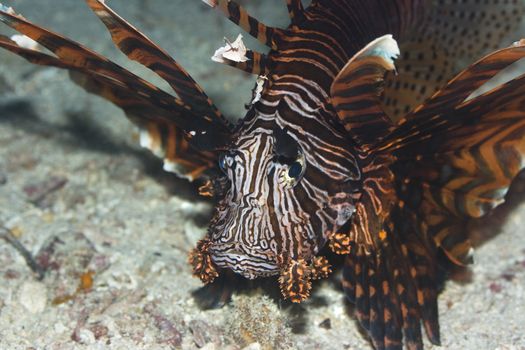 Lionfish close-up on the bottom underwater. Borneo island