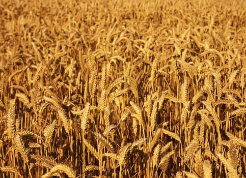 ripe wheat field