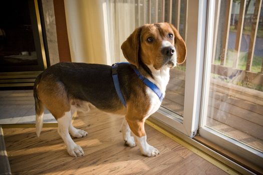 Portrait of a young, tri-colored beagle puppy.