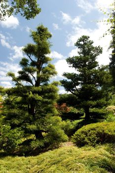 A traditional Japanese garden in California.