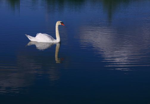 swimming swan on pond or lake with cloud reflection in water