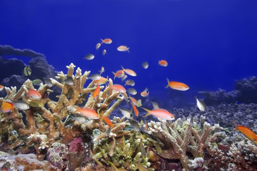 Underwater landscape with tropical fishes and coral. Borneo