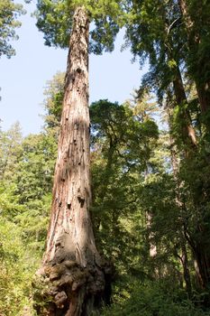 Big Basin Redwoods State Park is a state park in the U.S. state of California