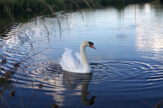 swimming swan on pond or lake with cloud reflection in water