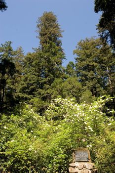 Big Basin Redwoods State Park is a state park in the U.S. state of California