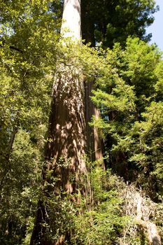 Big Basin Redwoods State Park is a state park in the U.S. state of California