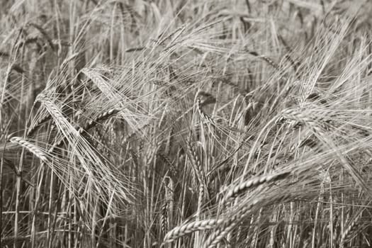 ripe wheat field in black and white