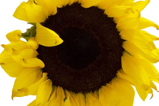 Close up of a sunflower.