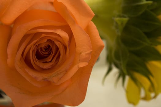 Close up of a rose with a sunflower in background.