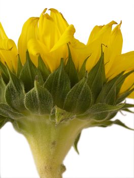 Side view Close up of a sunflower.