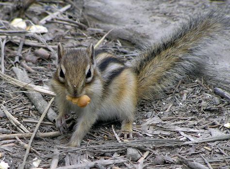 The wild nature of Sakhalin, the Chipmunk