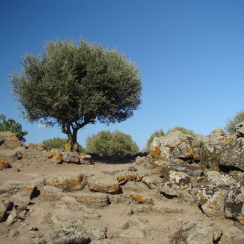 olive tree