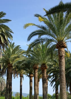 Lots of palm trees  over the blue sky