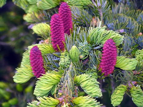 Landscapes of Sakhalin, the cone on a branch