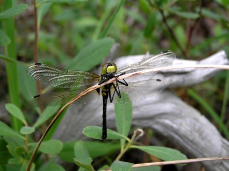 The wild nature of Sakhalin, the Dragonfly