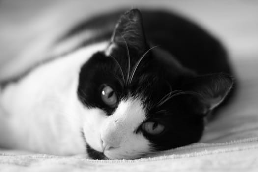 portrait of black and white cat
