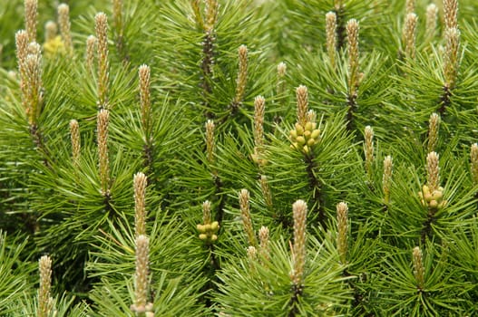 Mountain pine in spring with male cones