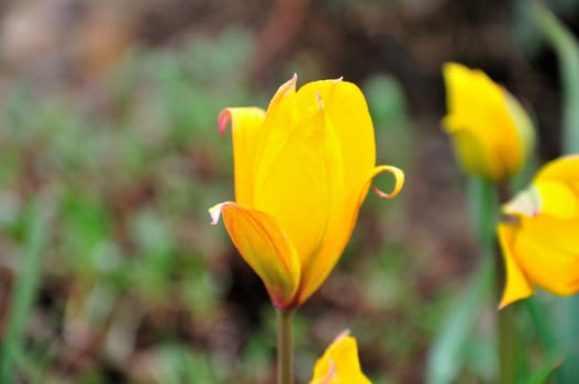 A group of yellow flowers soak up the sun in a local garden.