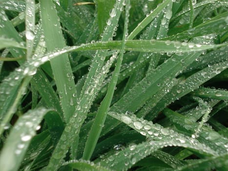 Dew coats the blades of grass on a spring morning.