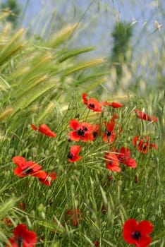 Lots of red poppies in the wheat with a blue sky         