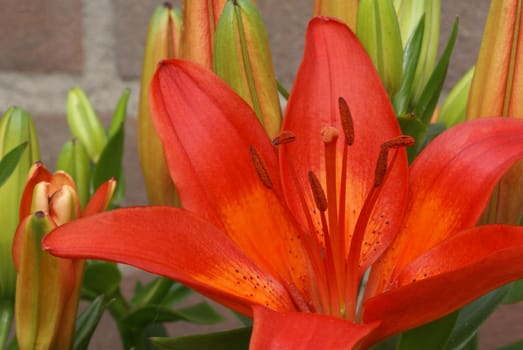 Orange lily in front of a brick wall.         