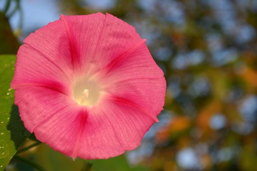 blossom of a "Ipomoea tricolor" also known as I. violacea or I.purpea, apart of being a beautiful flower it is also used in New Age circles as a halluzinogen 