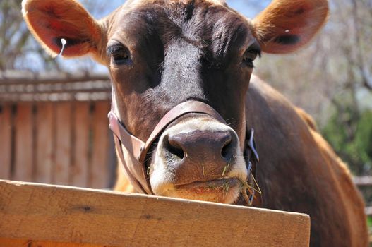 A brown cow looks up from eating on the farm.