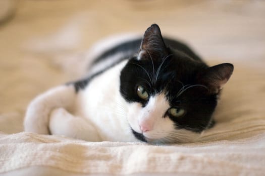 black and white cat relaxing on bed, shallow depth of field, focus on face