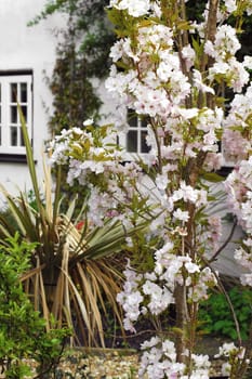 blossom tree in a tranquil cottage garden