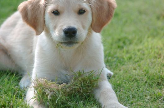 close up of a Golden Retriever puppy having had a go at the lawn