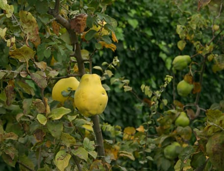quinces in spanish garden, natural and organic, hence the imperfections on the fruits