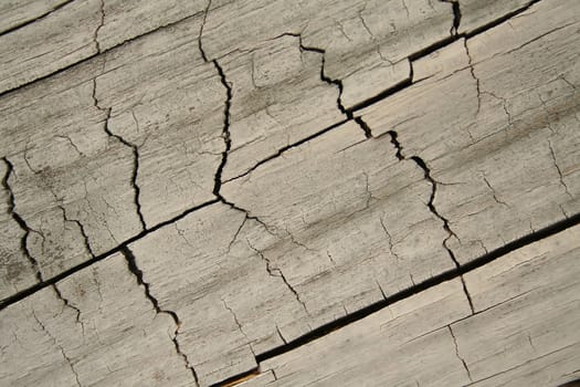 abstract of wood textures for background

