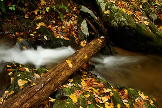 Log in creek during the fall of the year.
