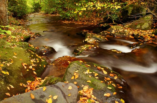 creek deep in the woods during autumn.