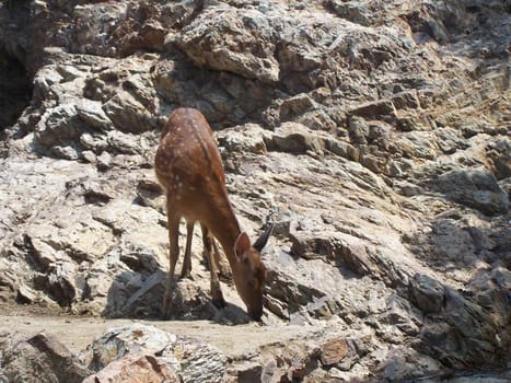 China. National park of tropical rare birds and animals. The deer