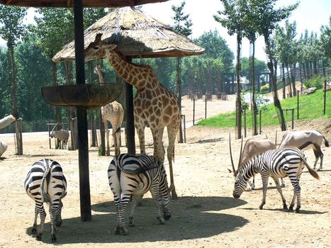 China, Zoo Park. The safari
