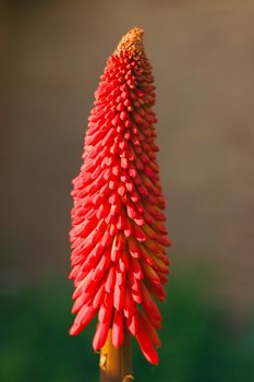 Young single blossom of Red Hot Poker or Torch Lily (Kniphofia uvaria) originally from South Africa