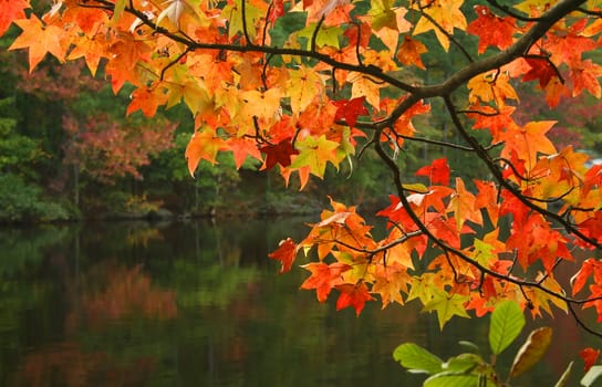 leaves with bright fall colors.