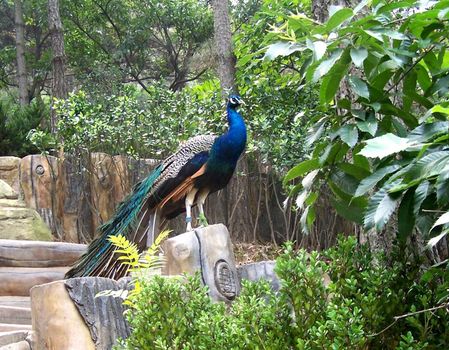 China. National park of tropical and rare birds
