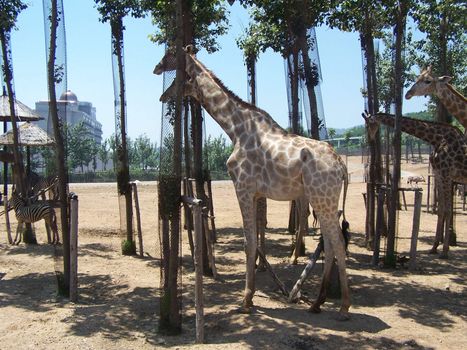 China, Zoo Park. The safari