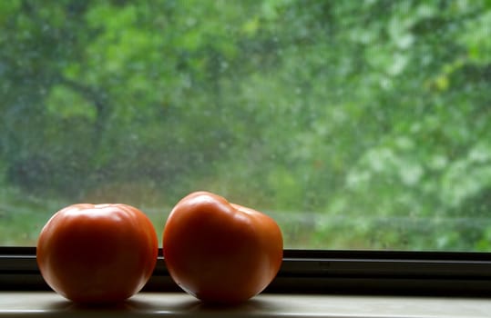 Sunlit window with tomatoes and green background