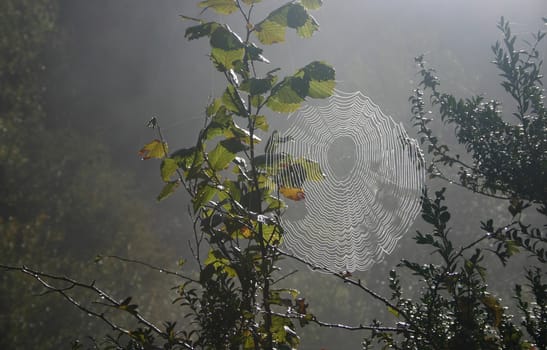 Spider web in morning mist